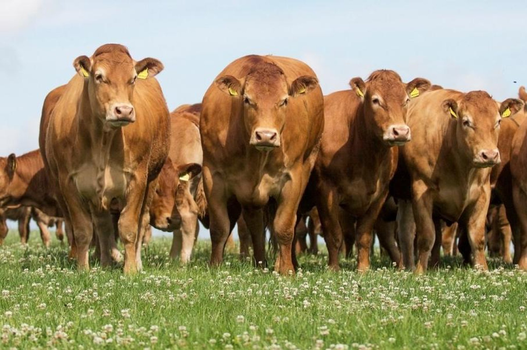 Limousin cattle only arrived in the UK in significant numbers in 1971, but are now the UK's number one beef breed (picture from British Limousin Cattle Society)